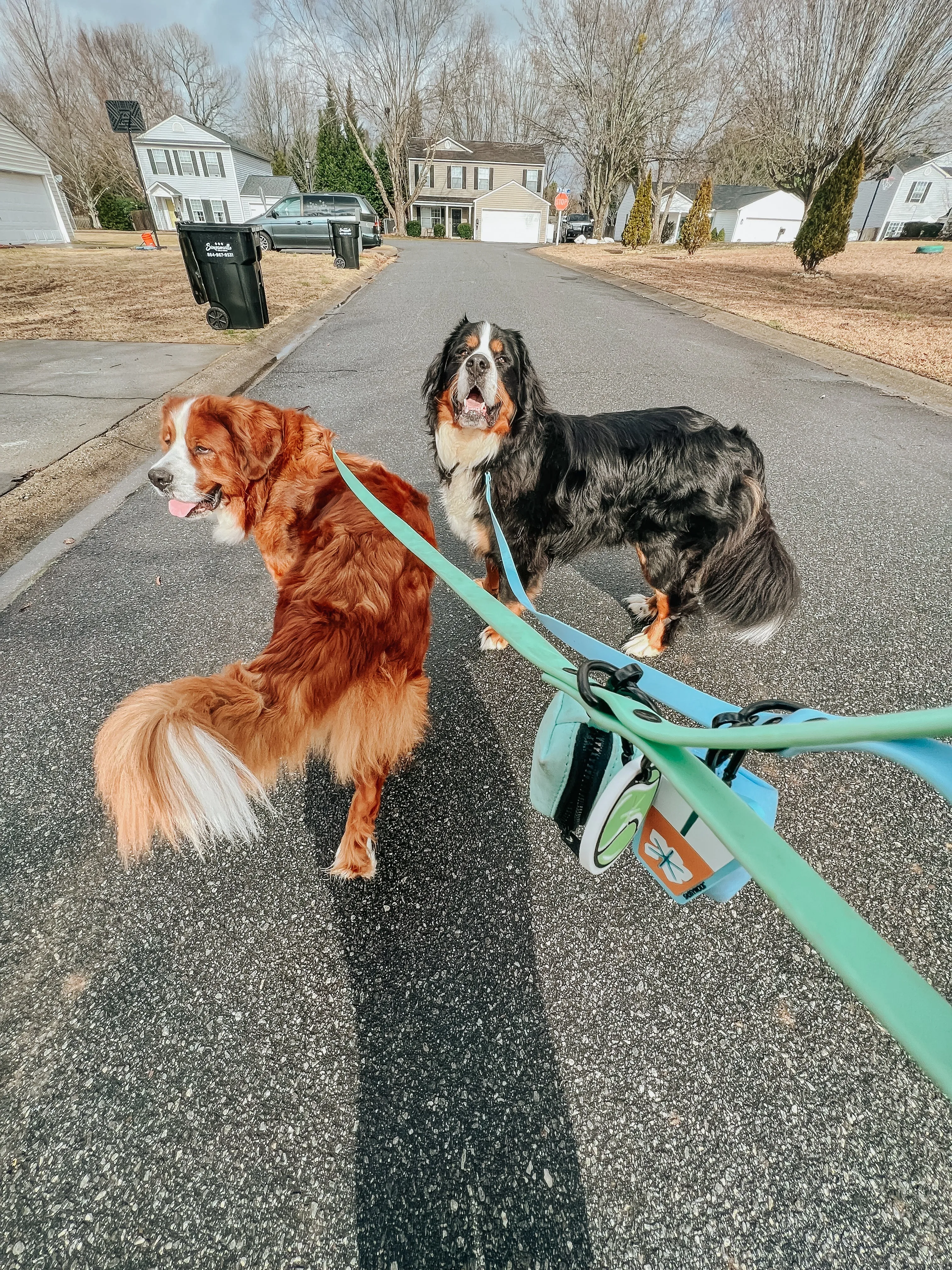 Dog Waterproof Leash - Blue