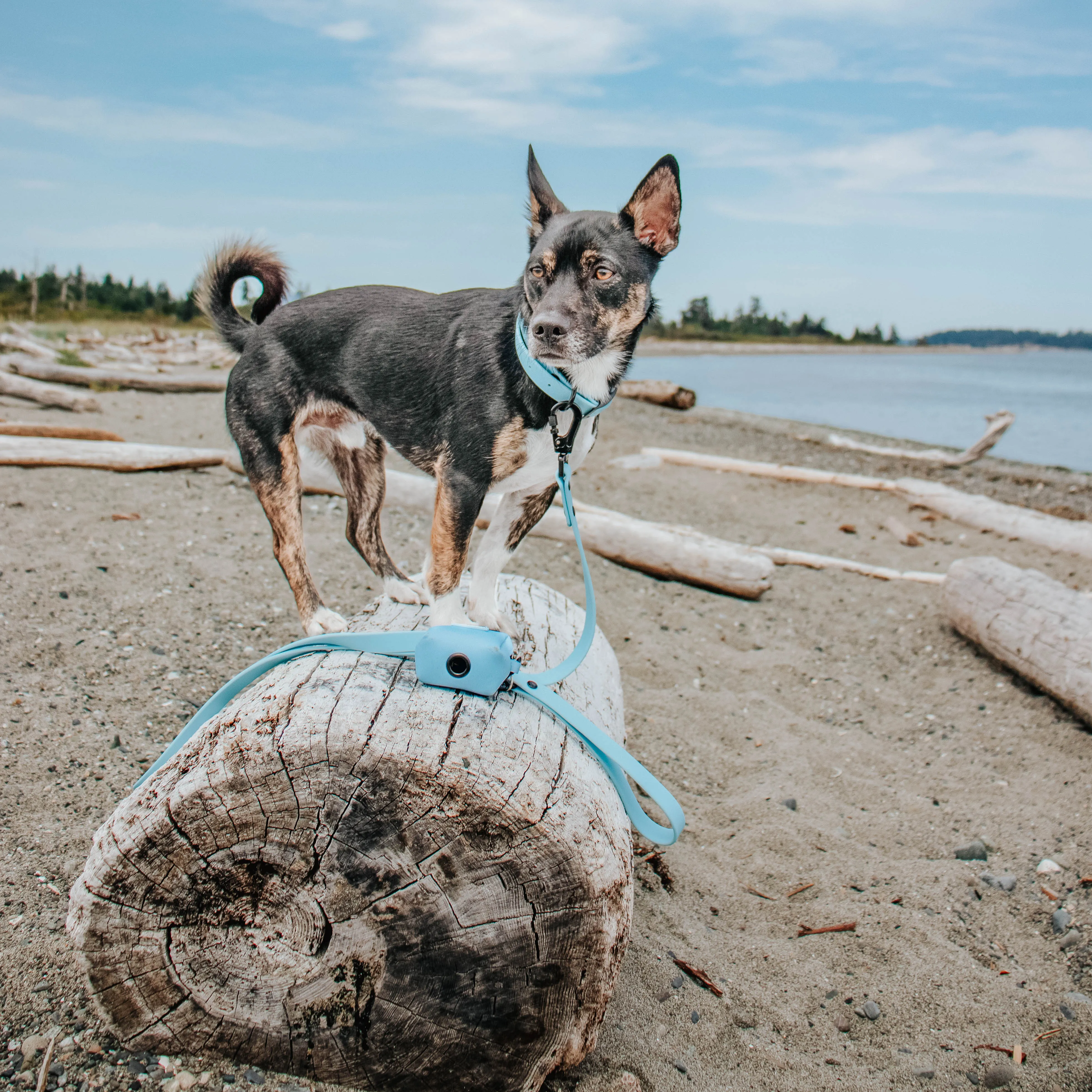 Dog Waterproof Leash - Blue